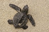 Newborn Pacific ridley sea turtle moving towards the sea
