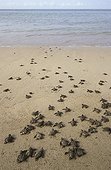 Newborn Pacific ridley sea turtles moving towards the sea