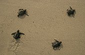 Newborn Pacific ridley sea turtles moving towards the sea
