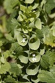Flower of Bells of Ireland France