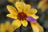 Yellow flower of Dahlia with only one purple petal France