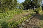 Vue d'ensemble du potager en juillet 