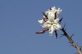 Pachypodium in flower Damaraland Namibia