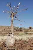Pachypodium in flower Namibia