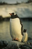 Gentoo penguin posed on a rock Antarctic Peninsula 