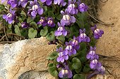 Italian Toadflax at the Lautaret alpine Garden