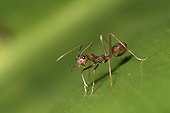 Weaver ant in posture of defense on a leaf Malaysia