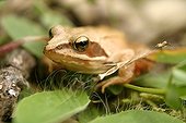 Grass frog in a forest clearing in the Indre