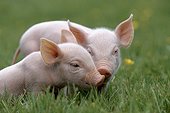 Two piglets on the grass France