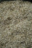 Straw of Hemp to mix to obtain cement France ; Natural cement acting as heat insulator, phonic and accoustic.