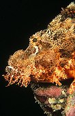 Head of Tassled Scorpionfish Egypt