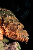 Head of Tassled Scorpionfish Egypt
