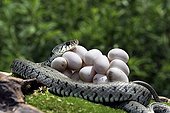 Grass snake protecting it eggs Alsace France