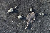 Foams and dead sheets frosted on cement France