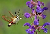 Moth gathering nectar from Sage flower Chancy Switzerland
