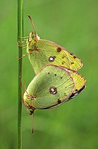 Pieridae mating on a stem Puy de Dôme France ; At Champeix: On the slopes of Thios.