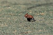 African Hoopoe nourishing itself in the grass Etosha Namibia