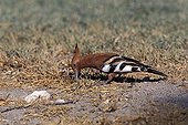 African Hoopoe nourishing itself in the grass Etosha Namibia