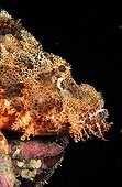 Head of Tassled Scorpionfish Egypt