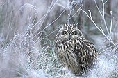 Short-eared owl in the middle of frosted grasses Calvados