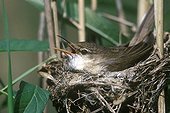 Eurasian Reed Warbler at nest France