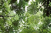 Umbrella trees in underwood of secondary forest Gabon