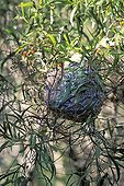 Nest of Green tree ants in an eucalyptus Australia 