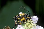 Long horned beetles mating on a flower