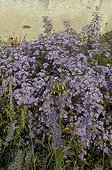 Asters flowers France