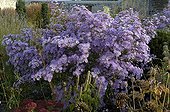 Asters flowers France