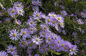 Asters flowers France