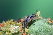 Larva of ladybird feeding of aphids on a Rose tree   ; Towards Orleans.  