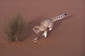 Sand Cat evading the bite from a common Sand Viper