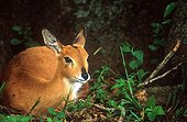 Oribi lying in veld KwaZulu-Natal South Africa