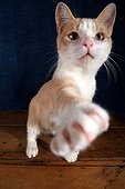 European Milkiway white and russet-red male Studio