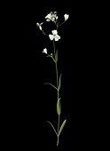 Greater Stitchwort in spring 