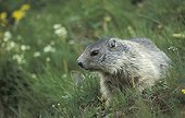 Young Alpine Marmot  National park Hohe Tauern  Austria