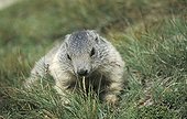 Young Alpine Marmot  National park Hohe Tauern  Austria