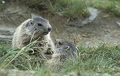 Young Alpine Marmots National park Hohe Tauern  Austria