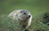 Young Alpine Marmot National park Hohe Tauern  Austria