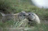 Young Alpine Marmots National park Hohe Tauern  Austria