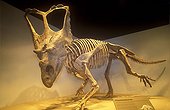 Fossilized and assembled skeleton of Chasmosaurus Canada ; Characteristic of the Dinosaur Park formation<br>Cretaceous sup. (83-65 My.)<br>5 to 8 m long - 2,5 m high<br>approximately 1,5 ton