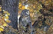 Snow leopard in a oak Park of Thoiry France  