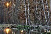 Sunset in pound Park of Thoiry France  