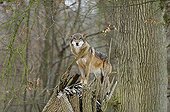 Wolf on a stock Park of Thoiry France  