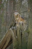 Wolf on a stock Park of Thoiry France  