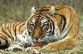 Siberian Tiger licking the leg Park of Thoiry France 