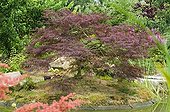 Bassin japonais et Erable palmé 'Atropurpurem' ; Jardin de Valérianes