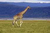 Giraffe going in the savanna Kenya 