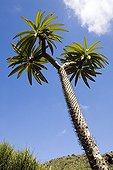 Pachypodium in an exotic garden Canary Islands Spain